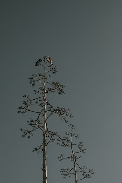 白天，鸟儿栖息在树顶上